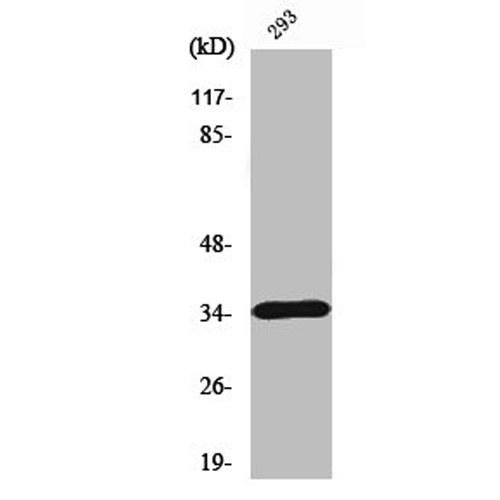 CASP7 Antibody