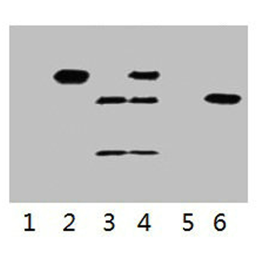 Myc-Tag Monoclonal Antibody