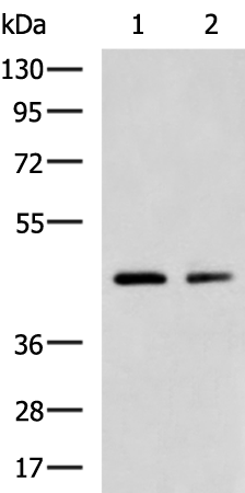 小鼠抗ACTIN (plant)單克隆抗體