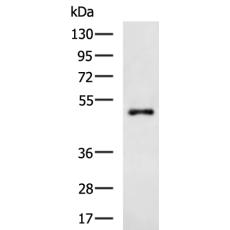 小鼠抗6X His單克隆抗體