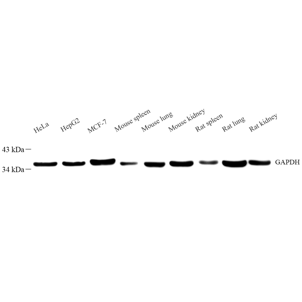 Anti -GAPDH Mouse mAb