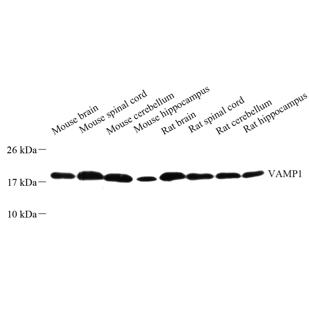 Anti -VAMP1 Rabbit pAb