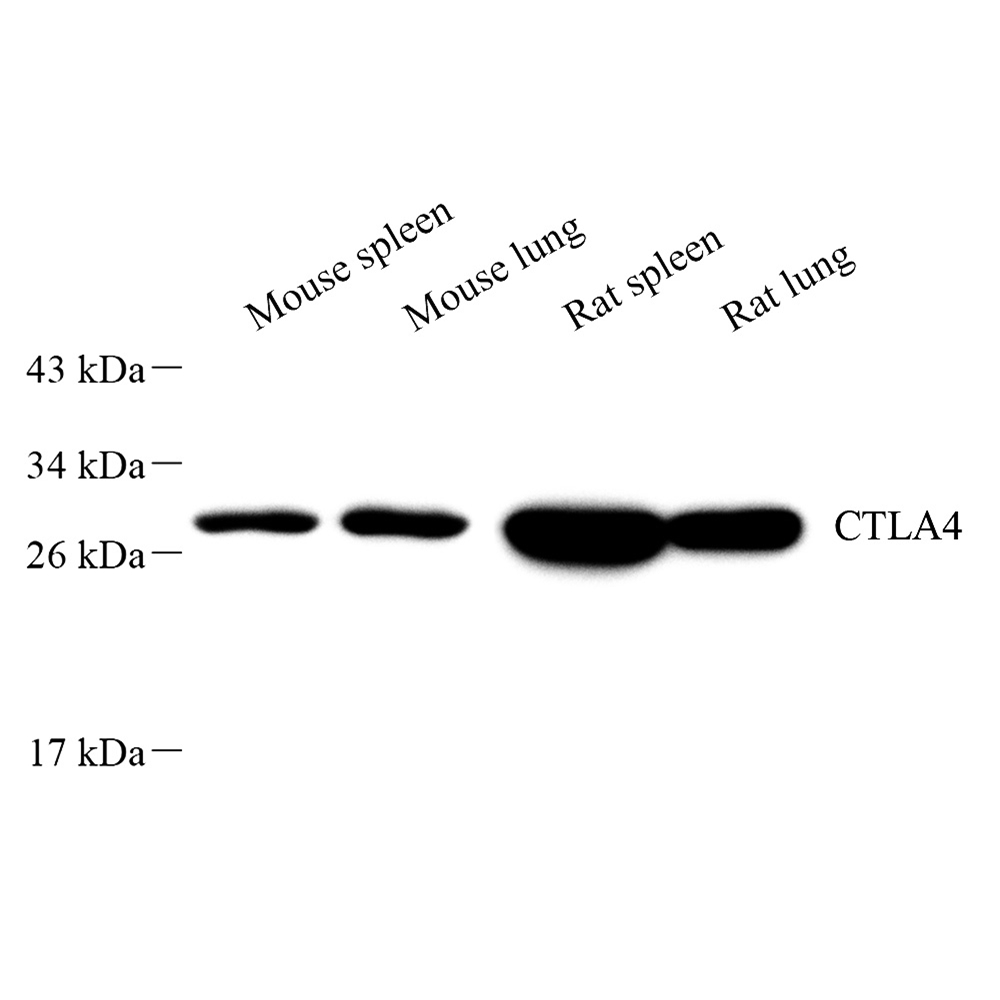 Anti -CTLA4 Rabbit pAb