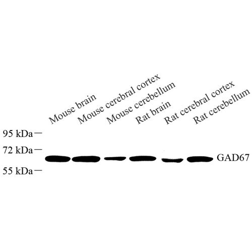 Anti -GAD1 Rabbit pAb