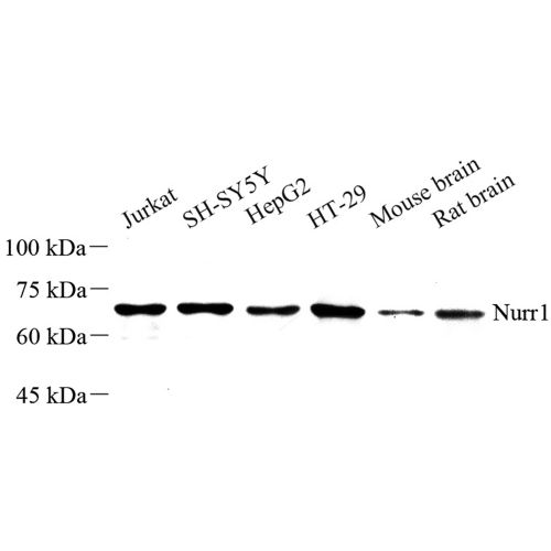 Anti -Nurr1 Rabbit pAb