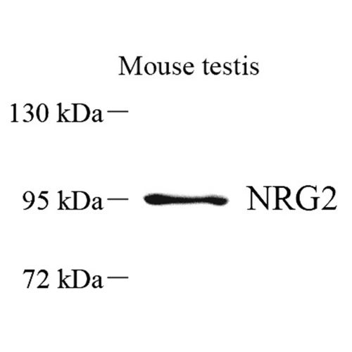 Anti -NRG2 Rabbit pAb