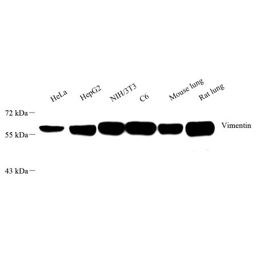 Anti -Vimentin Rabbit pAb