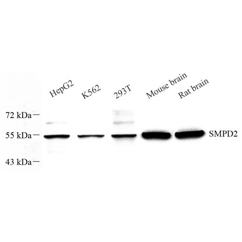 Anti -nSMase Rabbit pAb