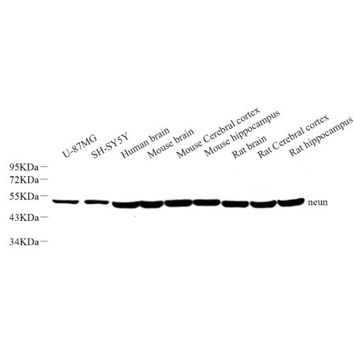 Anti -NeuN Rabbit pAb