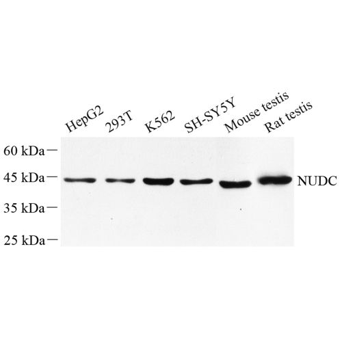 Anti -NUDC Rabbit pAb