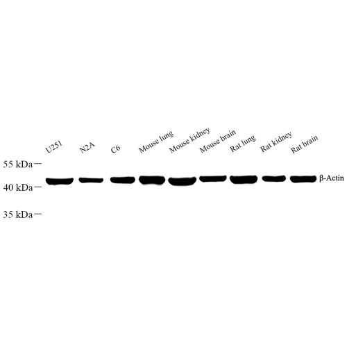 Anti -beta Actin Rabbit pAb