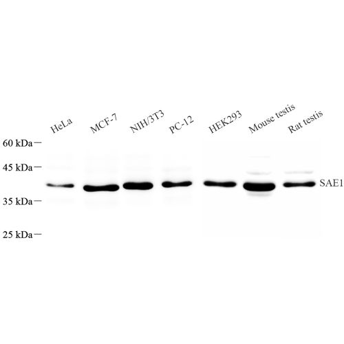 Anti -SAE1 Rabbit pAb