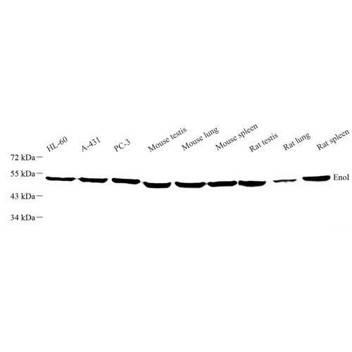 Anti -Aldolase Rabbit pAb