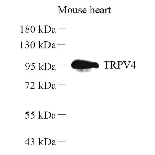 Anti -TRPV4 Rabbit pAb