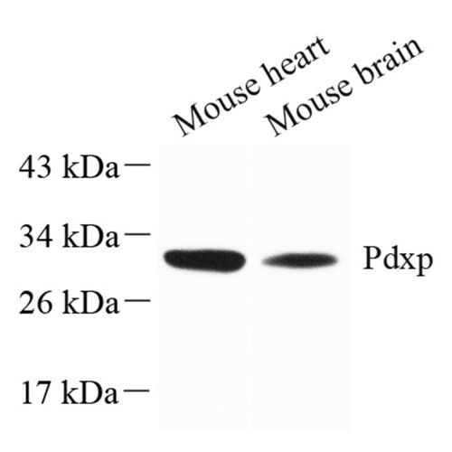 Anti -PDXP Rabbit pAb