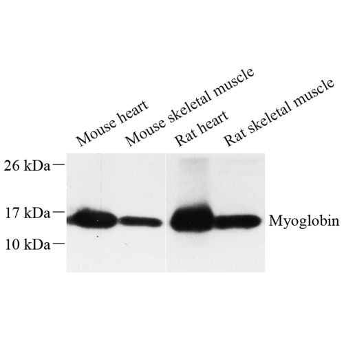 Anti -Myoglobin Rabbit pAb