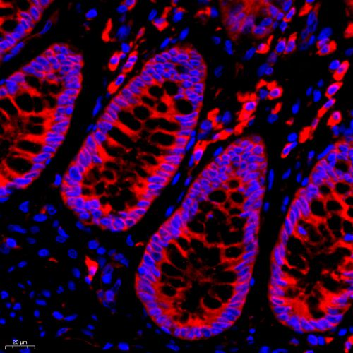 Anti -EEF2/Elongation factor 2 Rabbit pAb