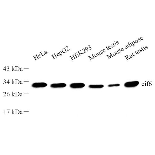 Anti -eIF-6 Rabbit pAb