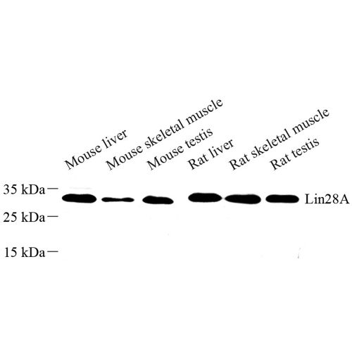 Anti -Lin28A Rabbit pAb