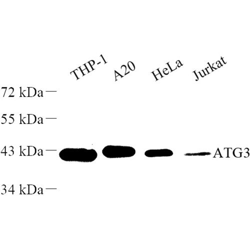 Anti -ATG3 Rabbit pAb