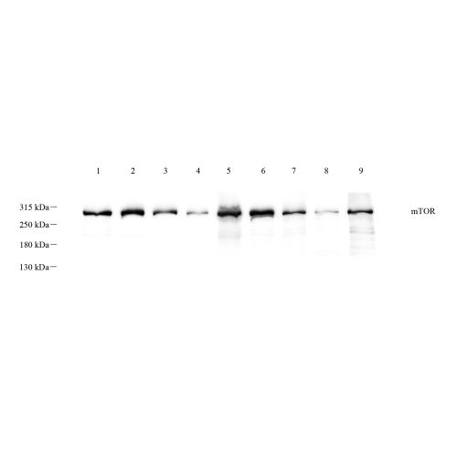 Anti -mTOR Rabbit pAb