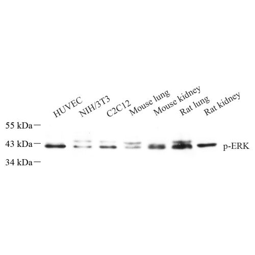 Anti -Phospho-ERK1 (T202/Y204) + ERK2 (T185/Y187) Rabbit pAb