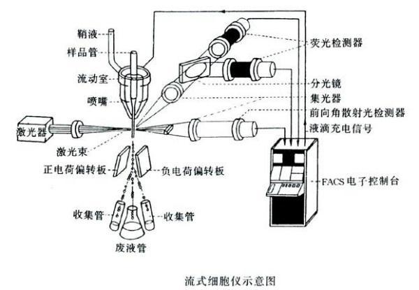 流式細(xì)胞術(shù)